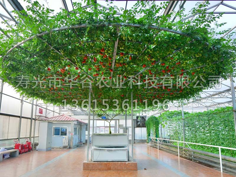 樹(shù) 西紅柿.jpg