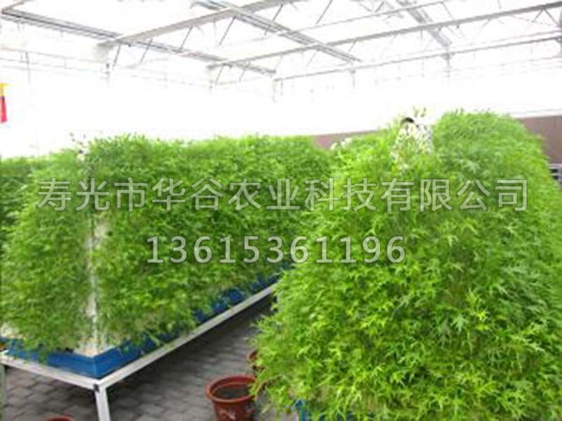 梯形氣霧培.jpg